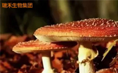 熱烈祝賀綠盈牌珍芝愛膠囊被中國(guó)藥文化研究會(huì)藥食同源分會(huì)推薦為藥食同源產(chǎn)品